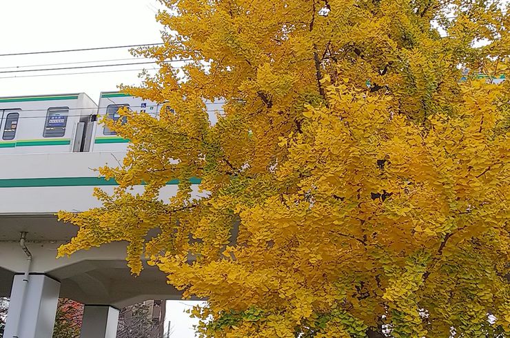 色づいたイチョウの木